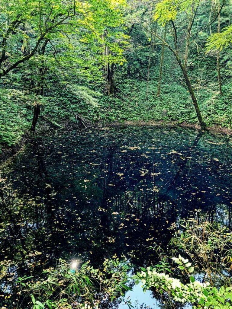 白神山地　青池