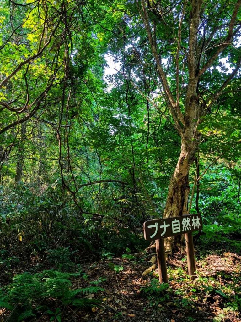 白神山地　ブナ自然林